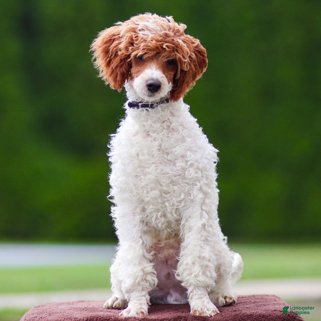 Toy Poodle dogs for sale: Rusty Scout - Ad 5