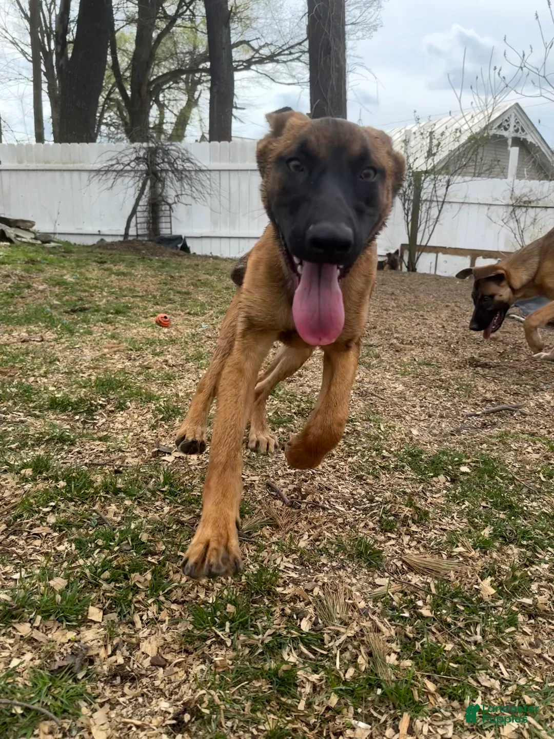 Mixed Breed dogs for sale: Red Collar - Ad 2