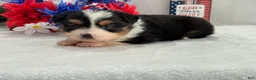 Toy Australian Shepherd dogs for sale: Caroline Female 2 - Ad 1