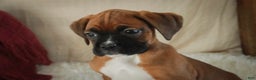 Boxer dogs for sale: Callie - Ad 3