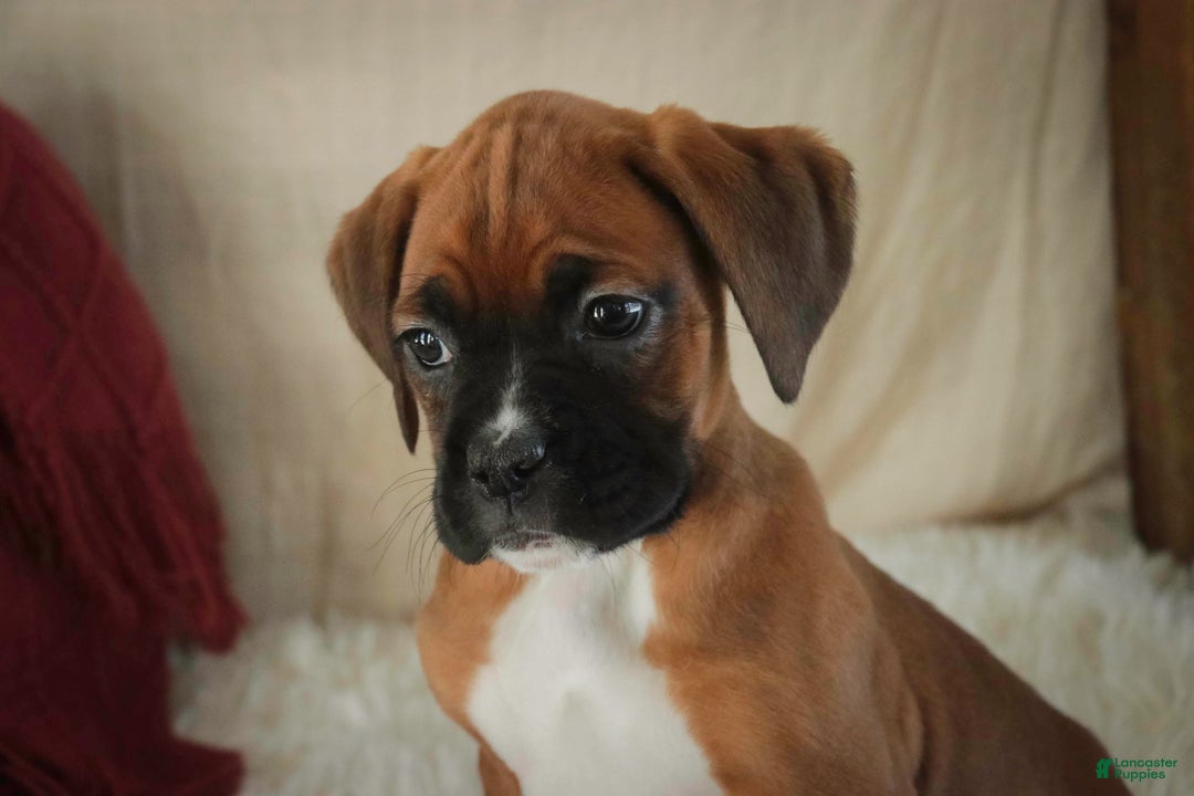 Boxer dogs for sale: Callie - Ad 3