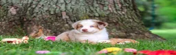 Miniature Australian Shepherd dogs for sale: Leo - Ad 14