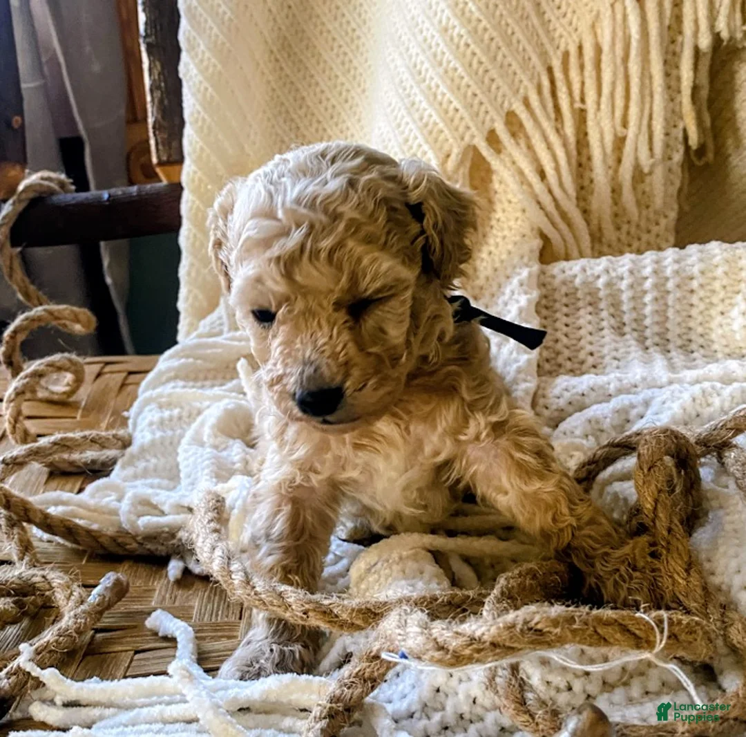 Toy Poodle dogs for sale: SWEET CAMERON  - Ad 16