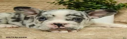 French Bulldog dogs for sale: Cosmos - Ad 5