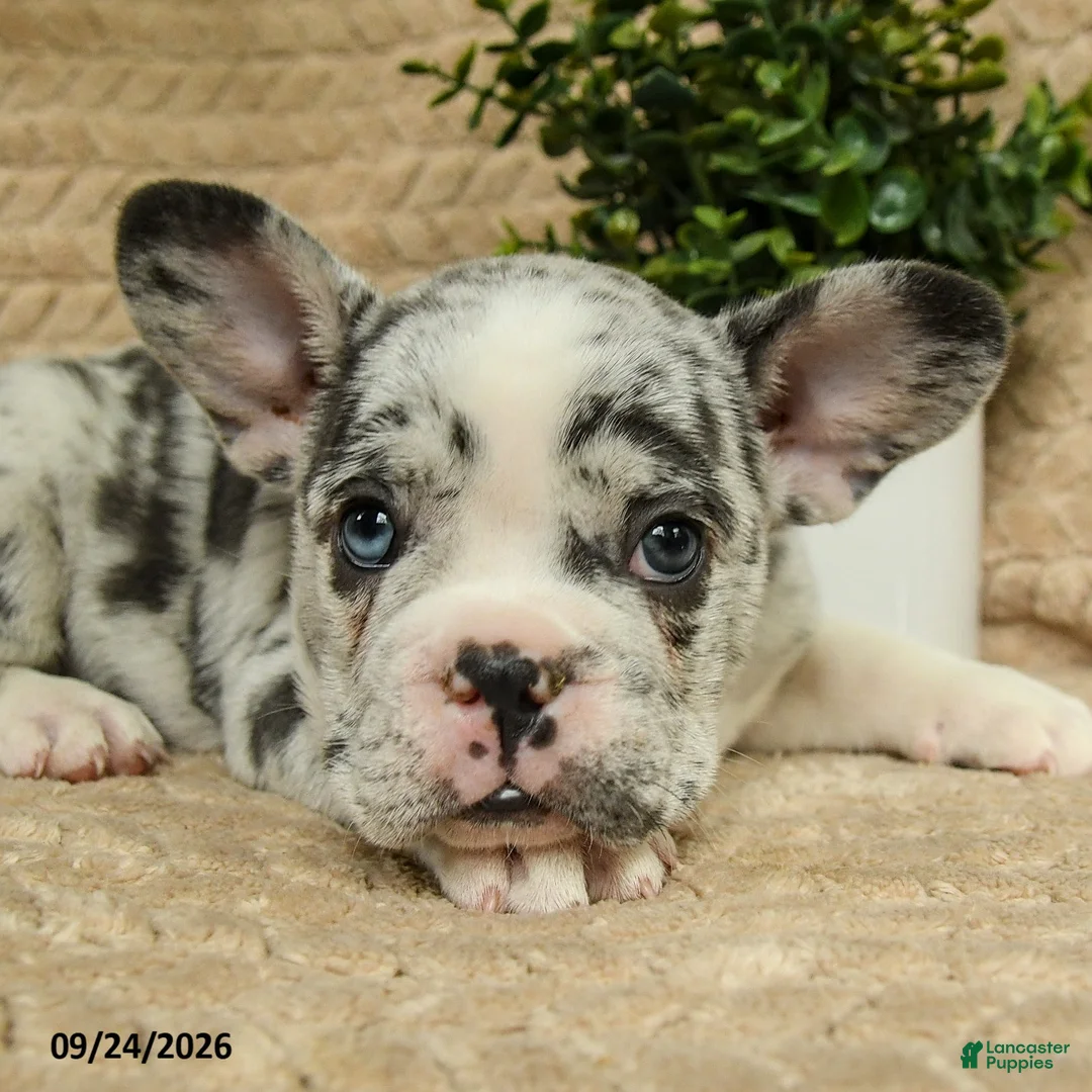 French Bulldog dogs for sale: Cosmos - Ad 5