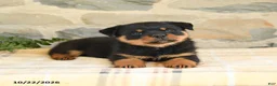 Rottweiler dogs for sale: Blake - Ad 3