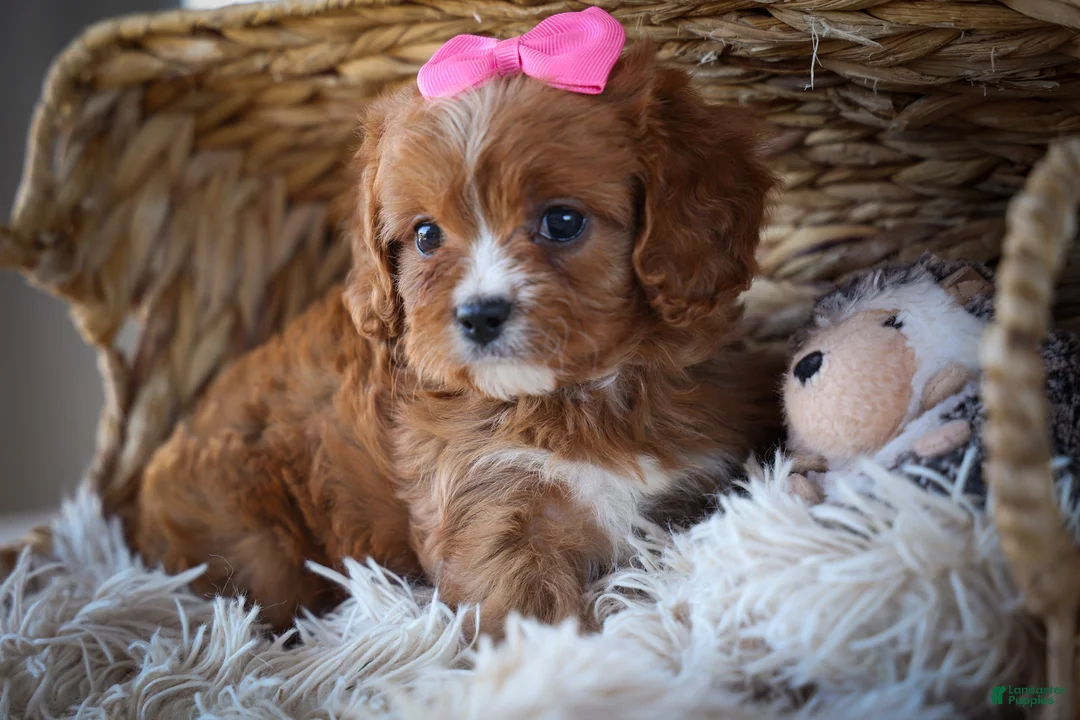 Cavapoo dogs for sale: Katie 🎀 - Ad 2