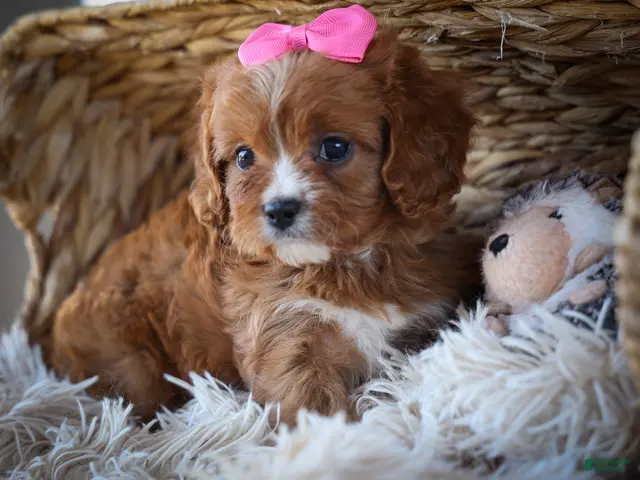 Cavapoo dogs Katie 🎀 - Ad 2