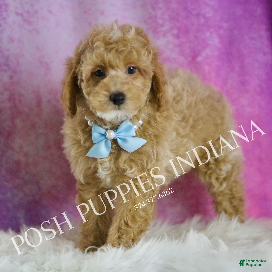 Miniature Poodle dogs for sale: Wiggles - Ad 5