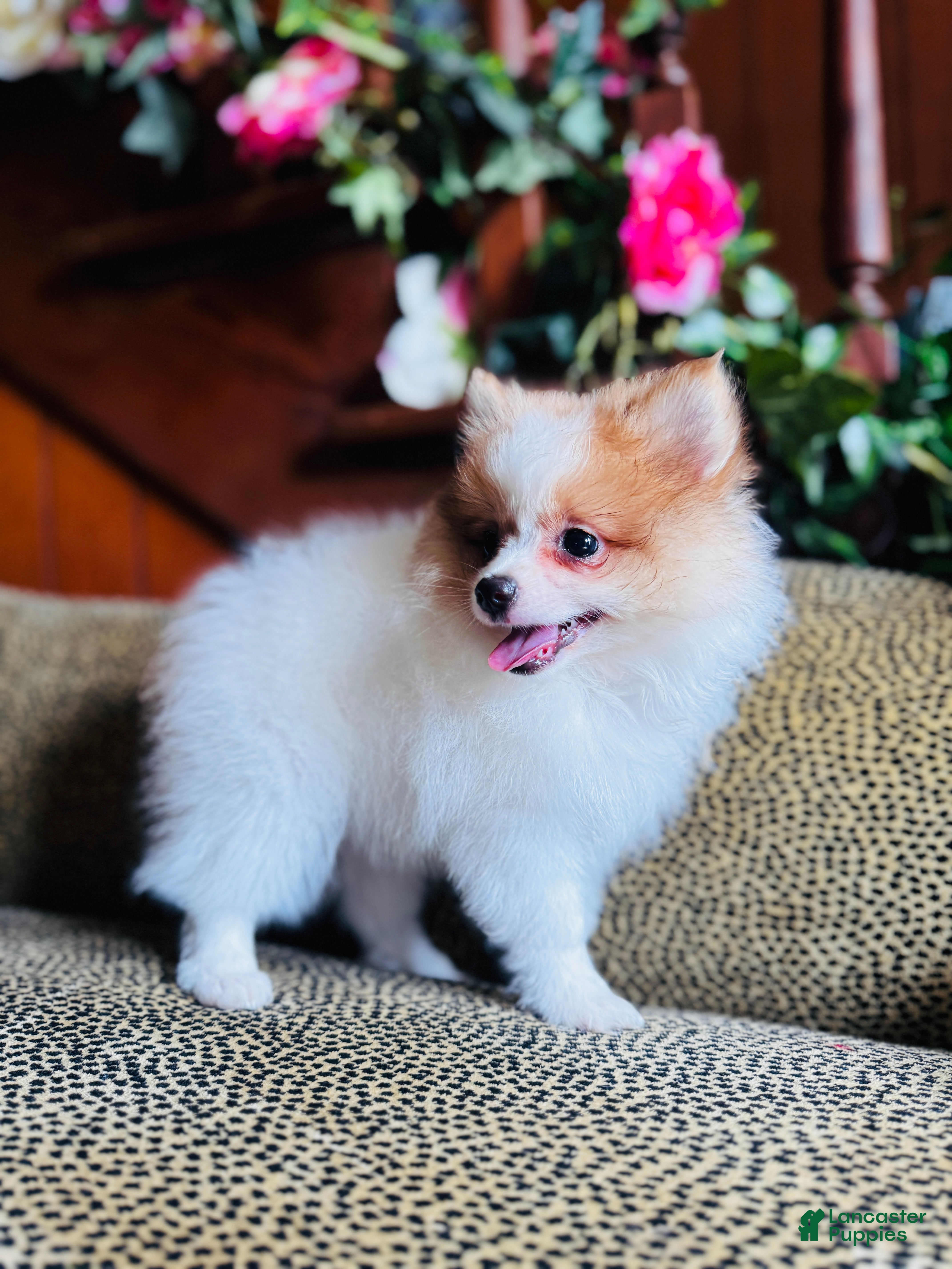 Pomeranian dogs Ace  - Ad 21