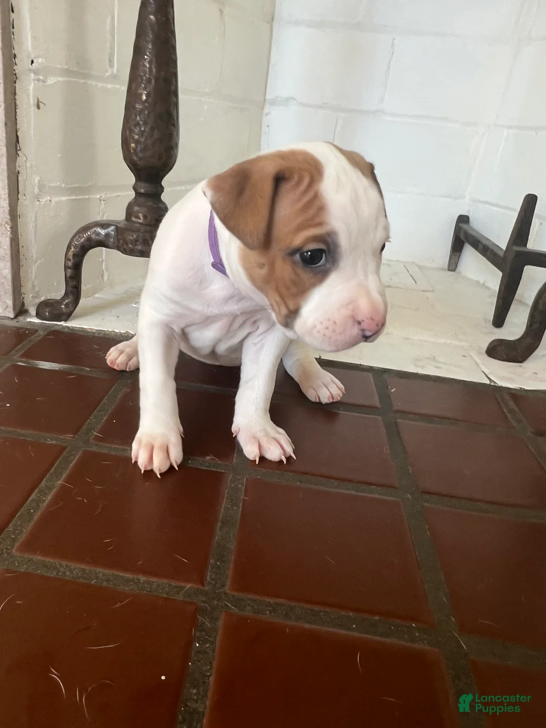 American Pit Bull Terrier dogs for sale: American Pit Bull Terrier Puppy 6 ( Ryan )  - Ad 1