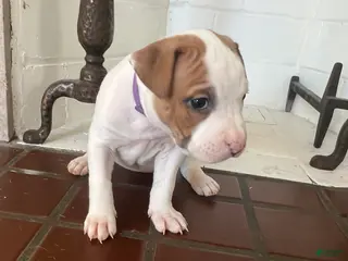 American Pit Bull Terrier dogs American Pit Bull Terrier Puppy 6 ( Ryan ) - Ad 39