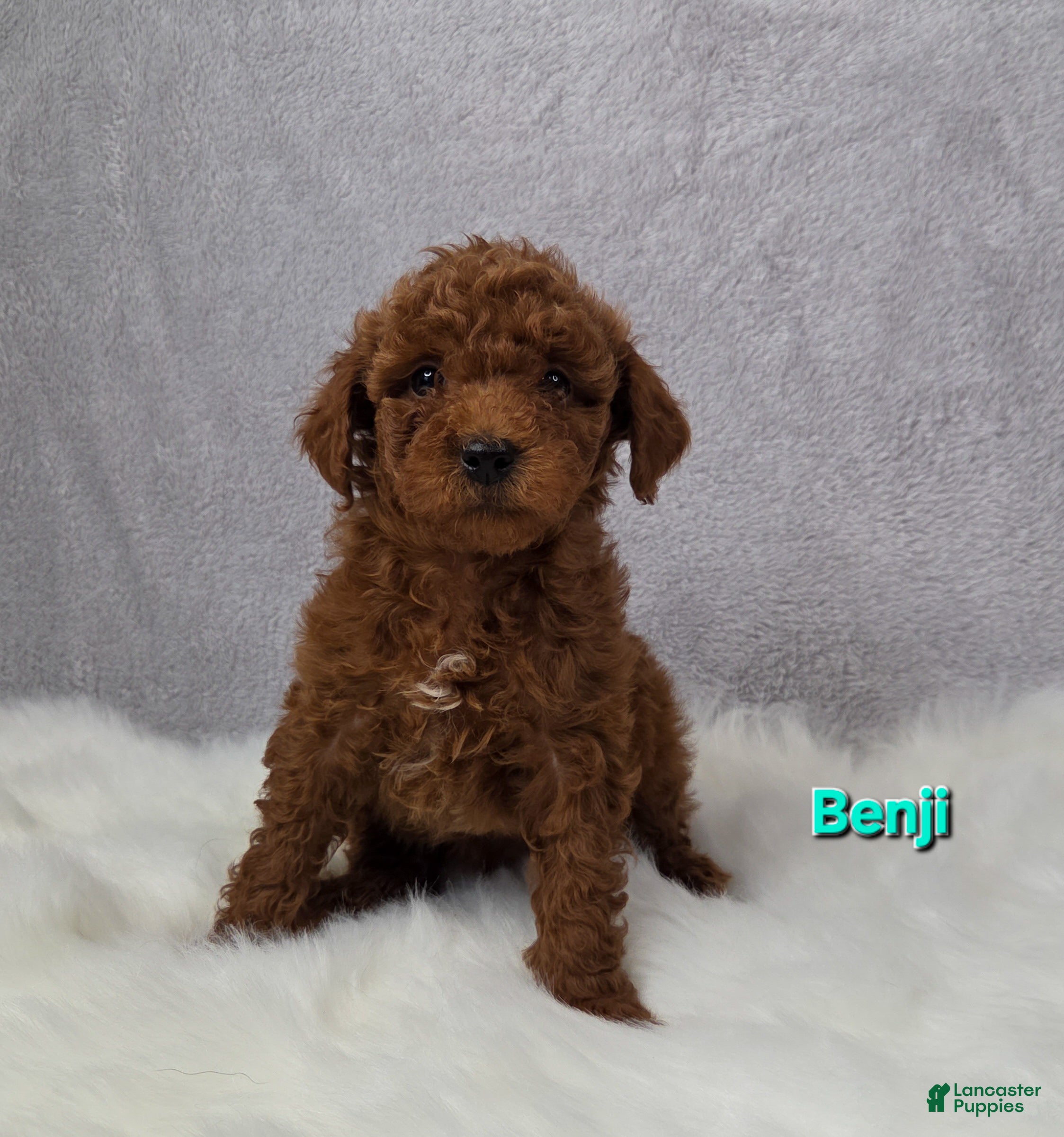 Miniature Poodle dogs Benji  - Ad 3