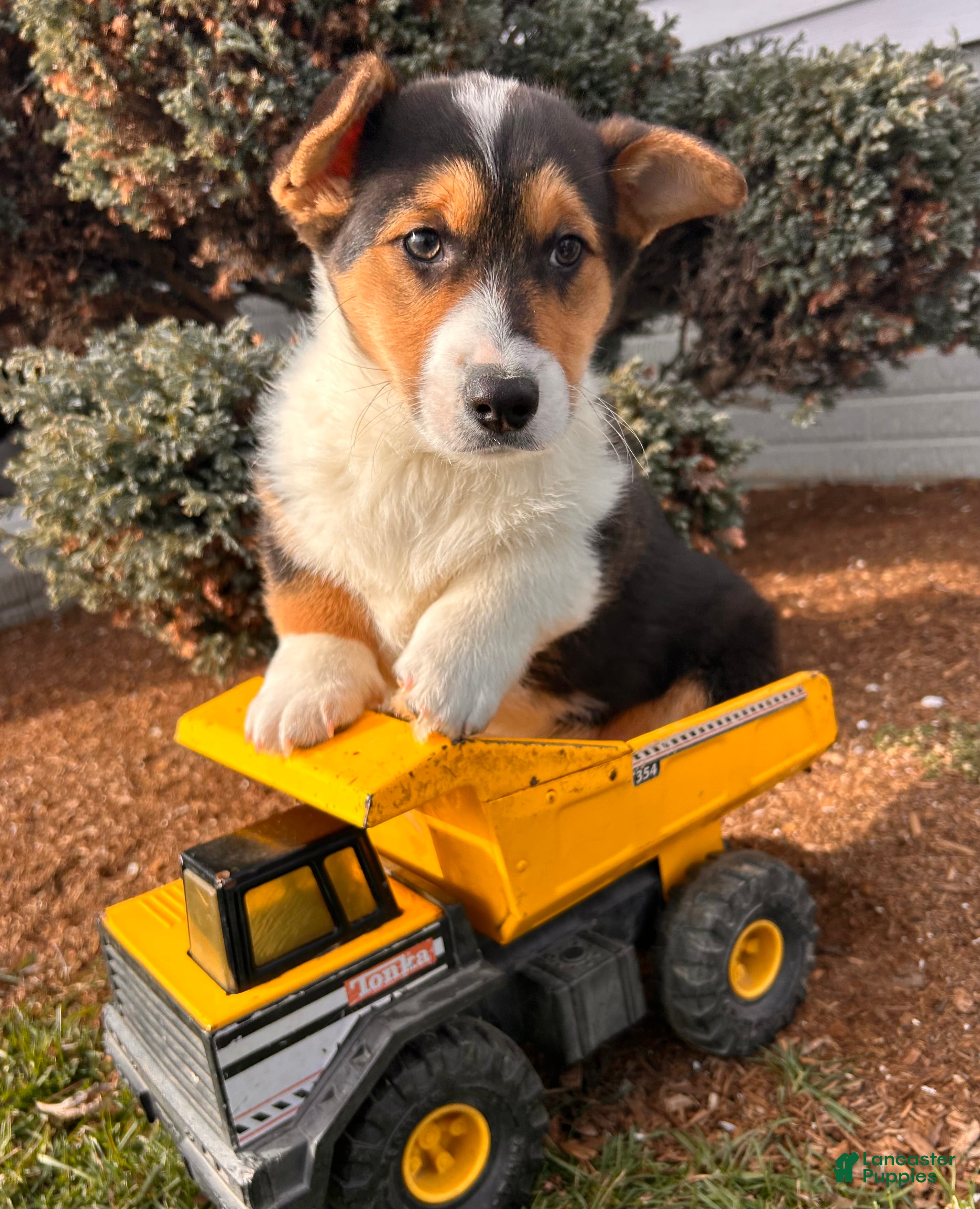 Welsh Corgi Pembroke dogs Cleo - Ad 2