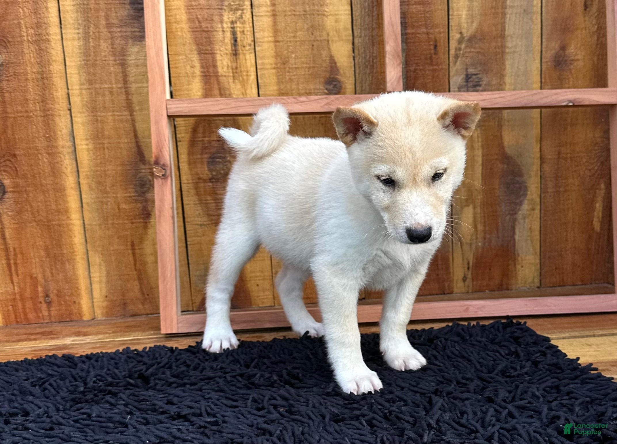 Shiba Inu dogs Shiba Inu Puppy 5 - Ad 2