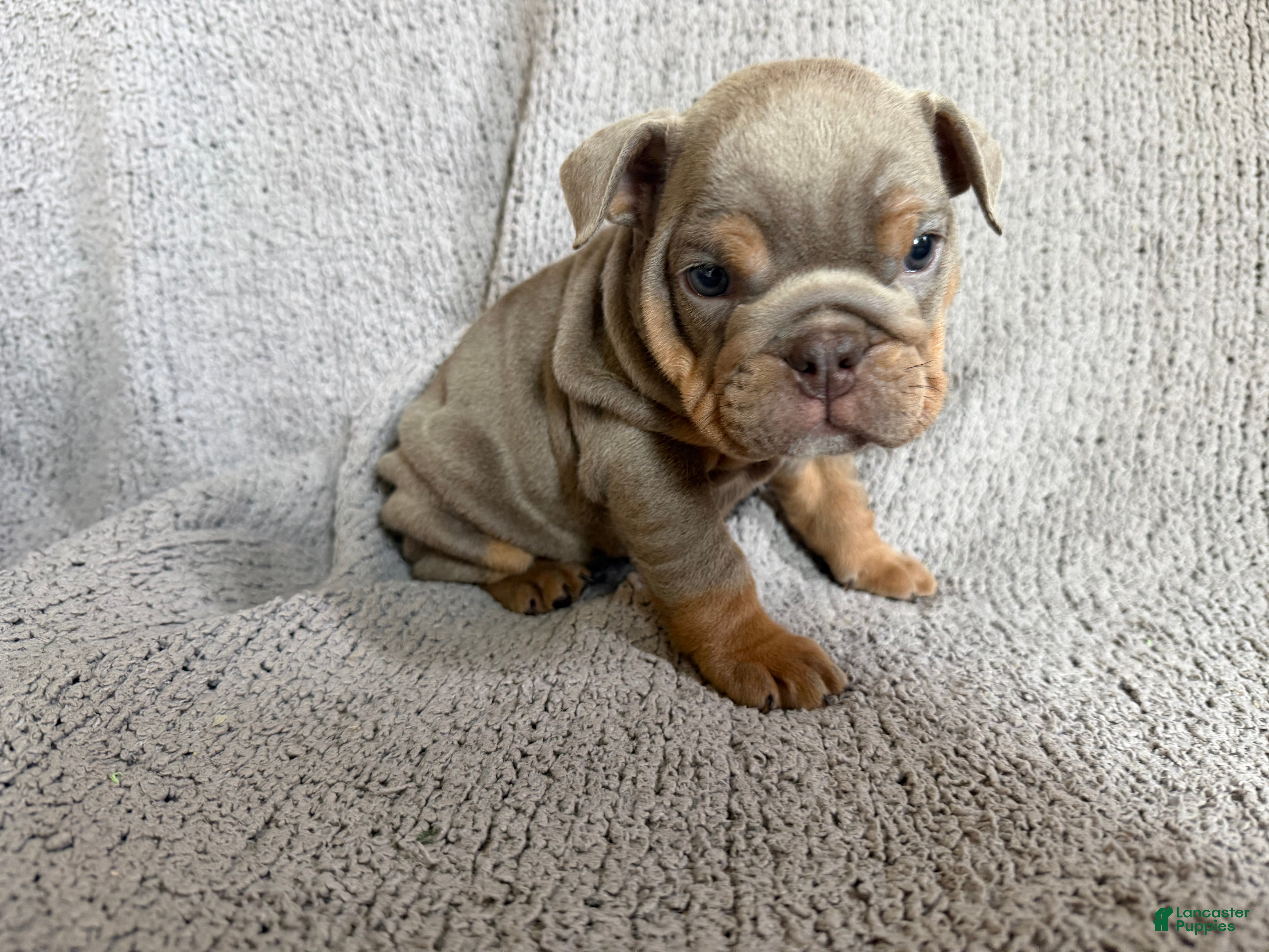 English Bulldog dogs for sale: Lila - Ad 1