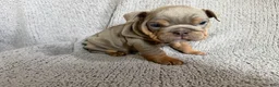 English Bulldog dogs for sale: Lila - Ad 1