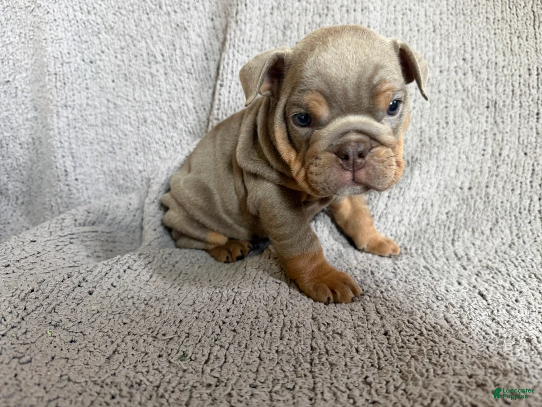 English Bulldog dogs for sale: Lila - Ad 1