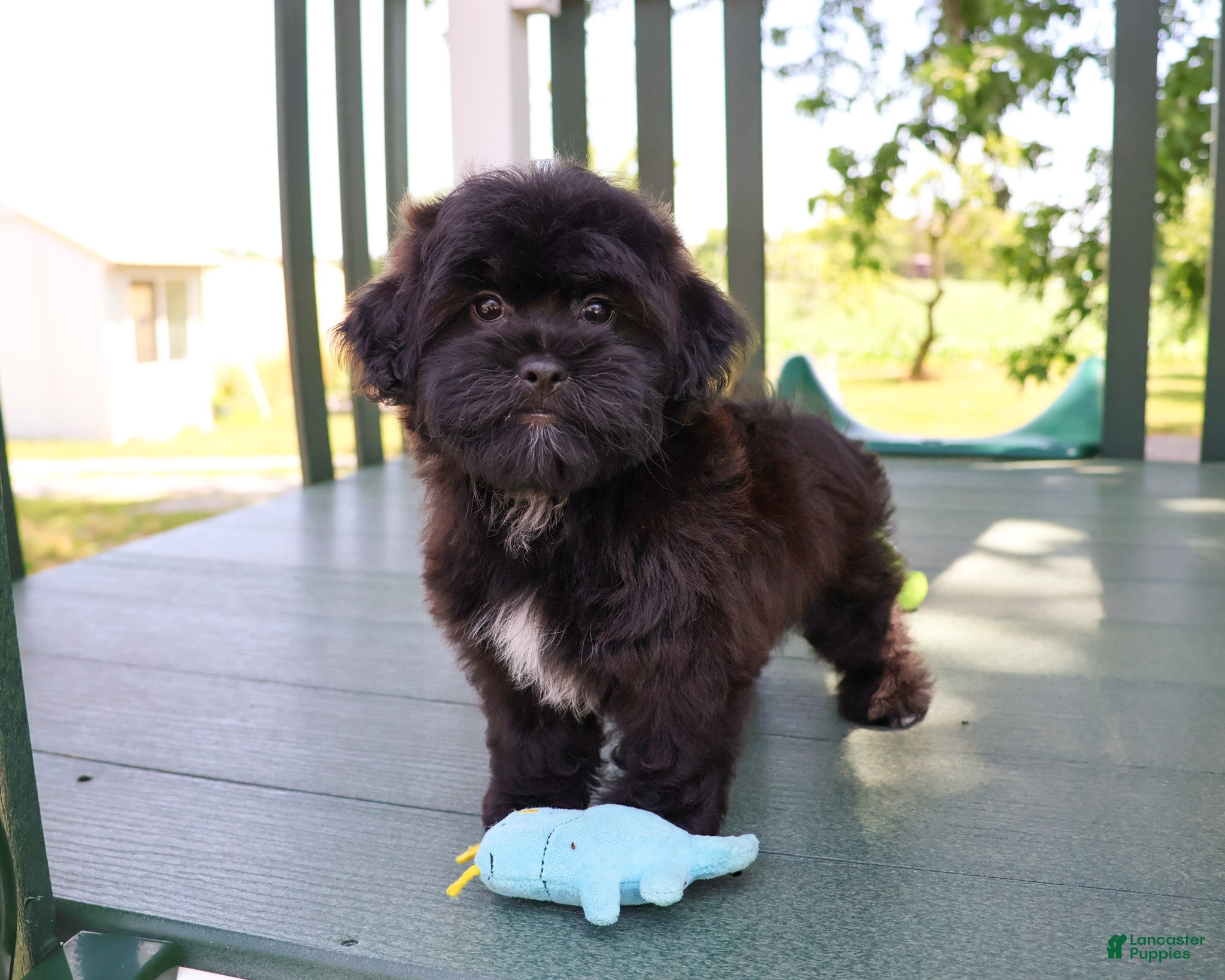 Shihpoo dogs Harry  - Ad 35