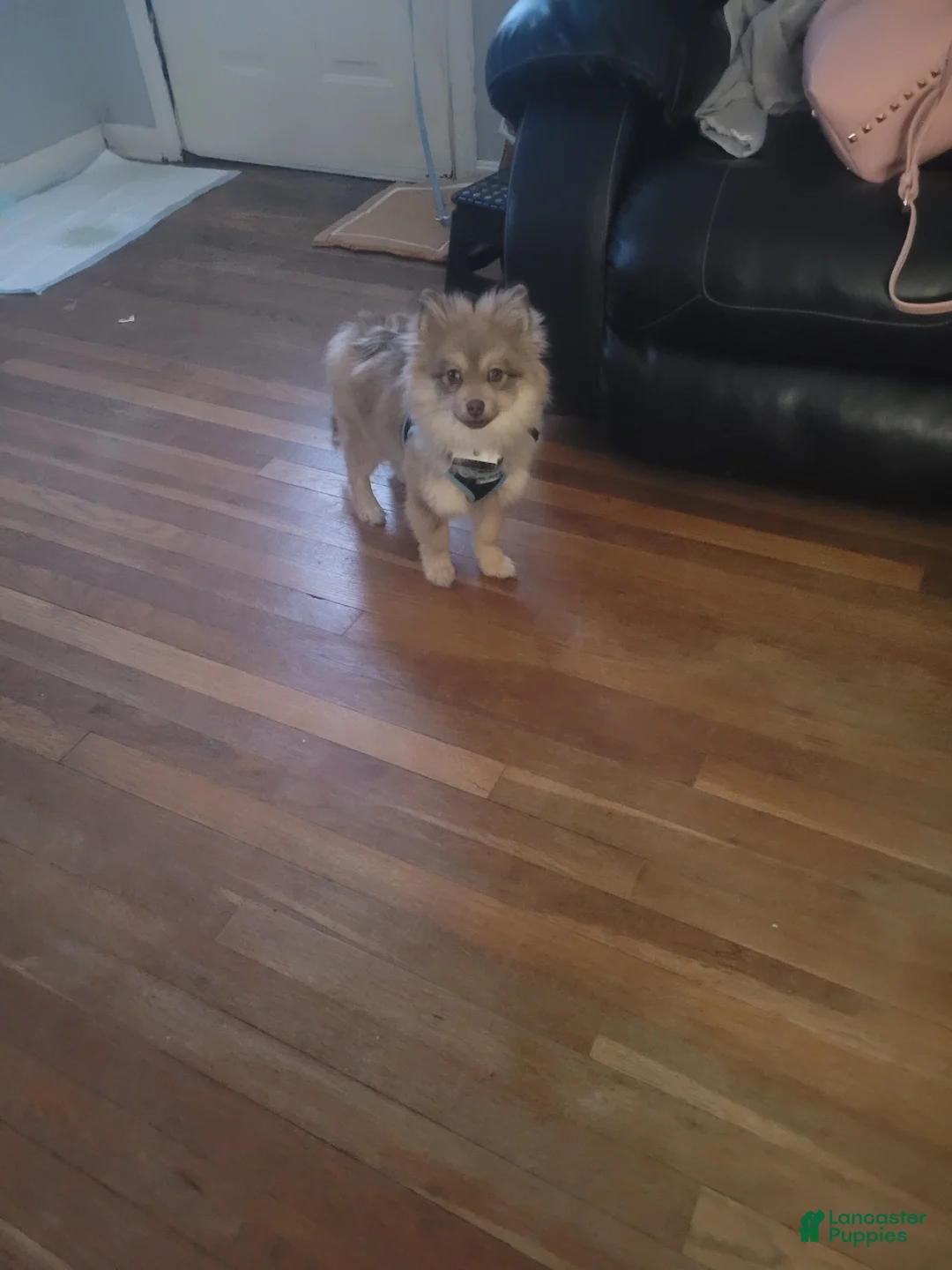 Pomeranian dogs for sale: Pomeranian Puppy 1 - Ad 3