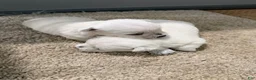 West Highland Terrier dogs for sale: Monroo - Ad 7
