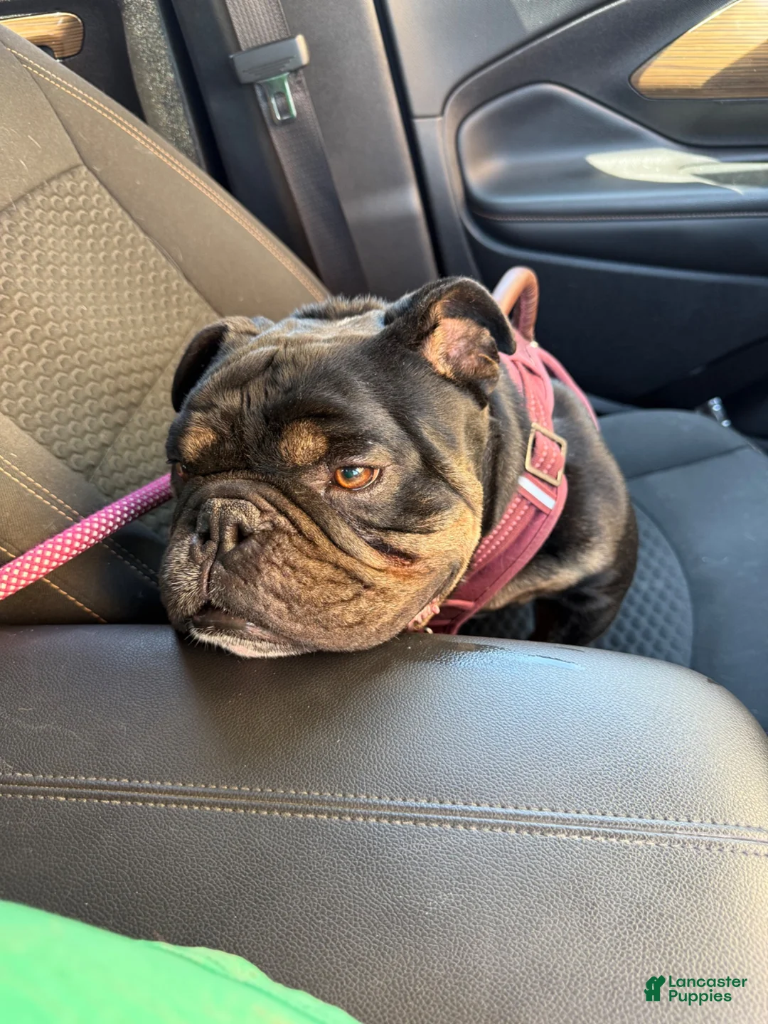 English Bulldog dogs for sale: English Bulldog 1 - Ad 6