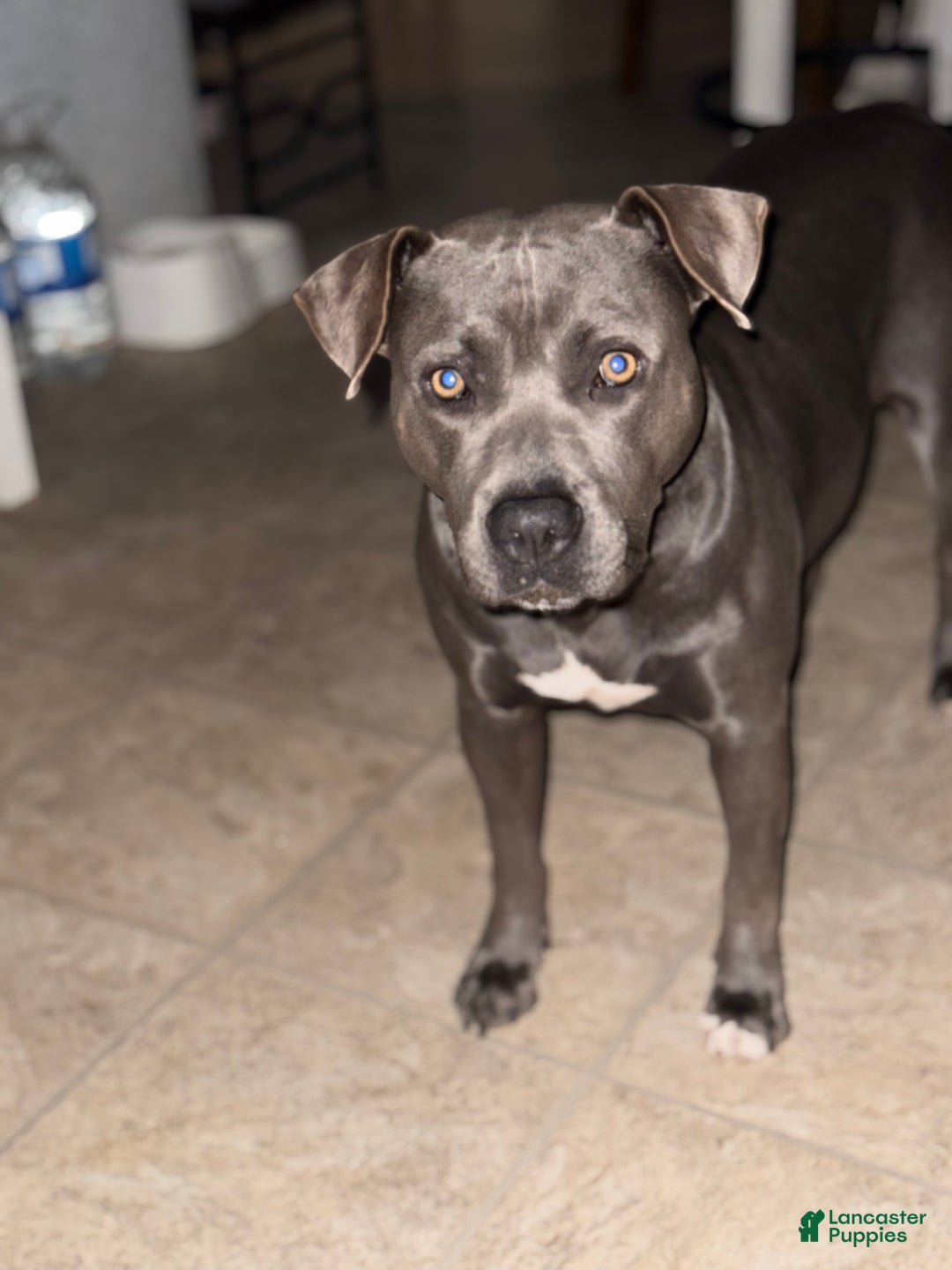 American Bully dogs for sale: American bully classic  - Ad 8