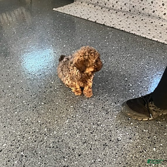 Shihpoo dogs Sunshine - Ad 23