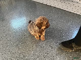 Shihpoo dogs Sunshine - Ad 3