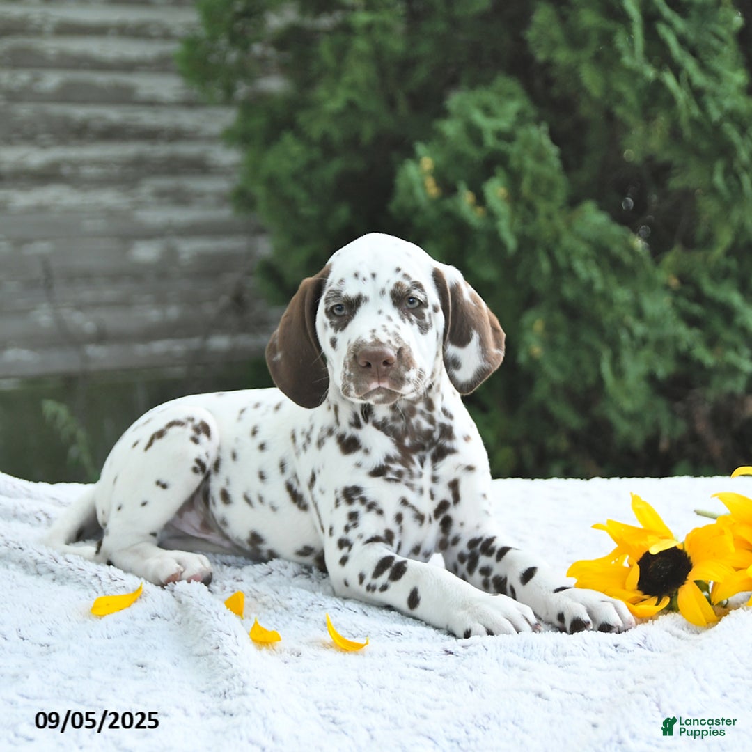 Mason for sale in LaGrange Lancaster Puppies