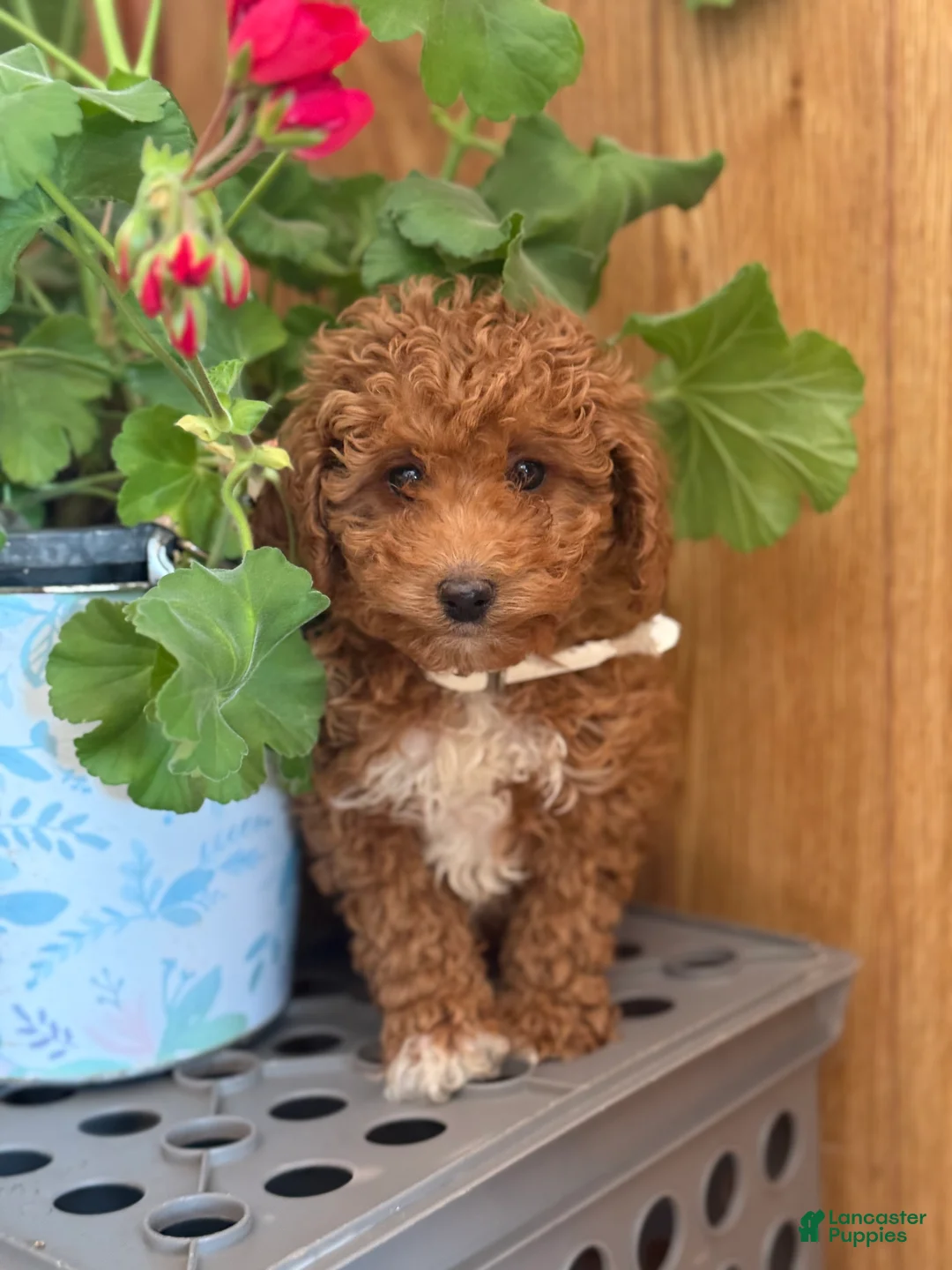 Miniature Poodle dogs for sale: Regal Rufas - Ad 12