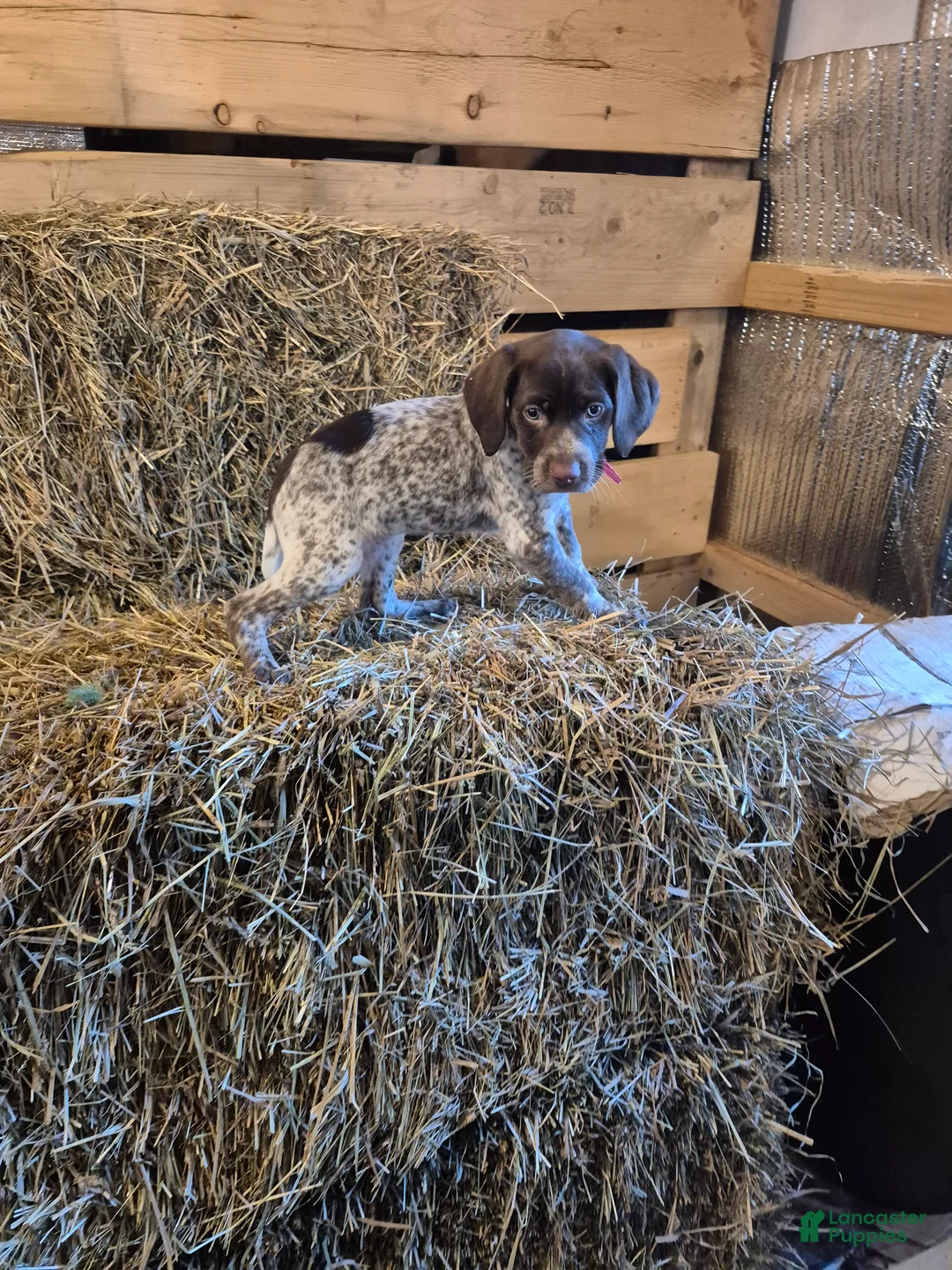 German Shorthaired Pointer dogs for sale: Ava - Ad 2