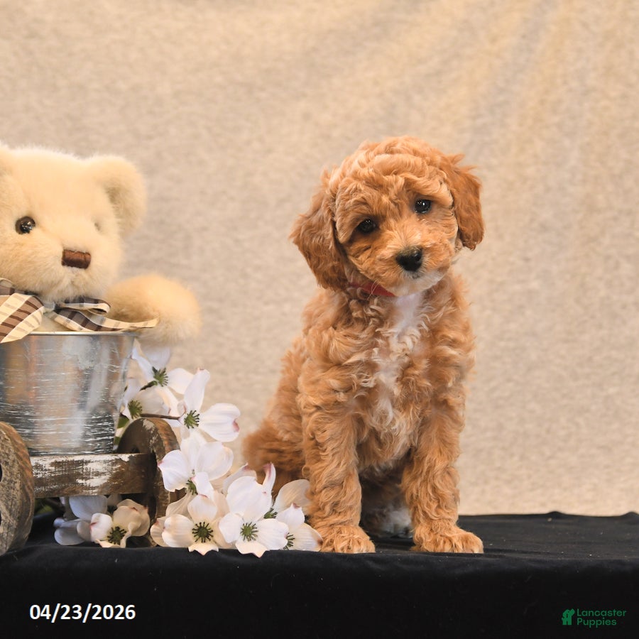 Miniature Poodle dogs Penny - Ad 2