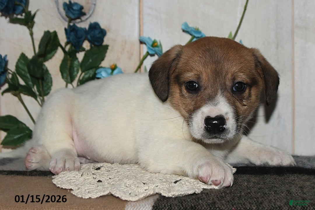 Mixed Breed dogs for sale: Ronnie - Ad 1