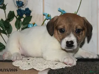 Mixed Breed dogs Ronnie - Ad 19