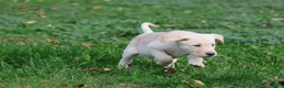 Labrador Retriever dogs for sale: Banana Cream Pie - Ad 2