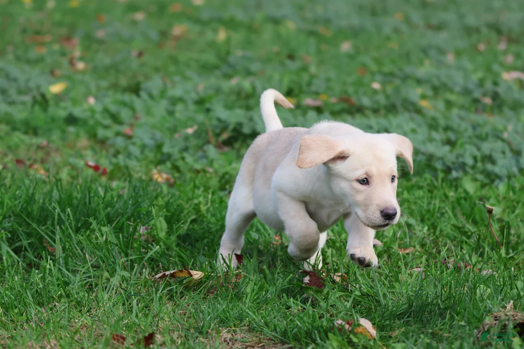 Labrador Retriever dogs for sale: Banana Cream Pie - Ad 2