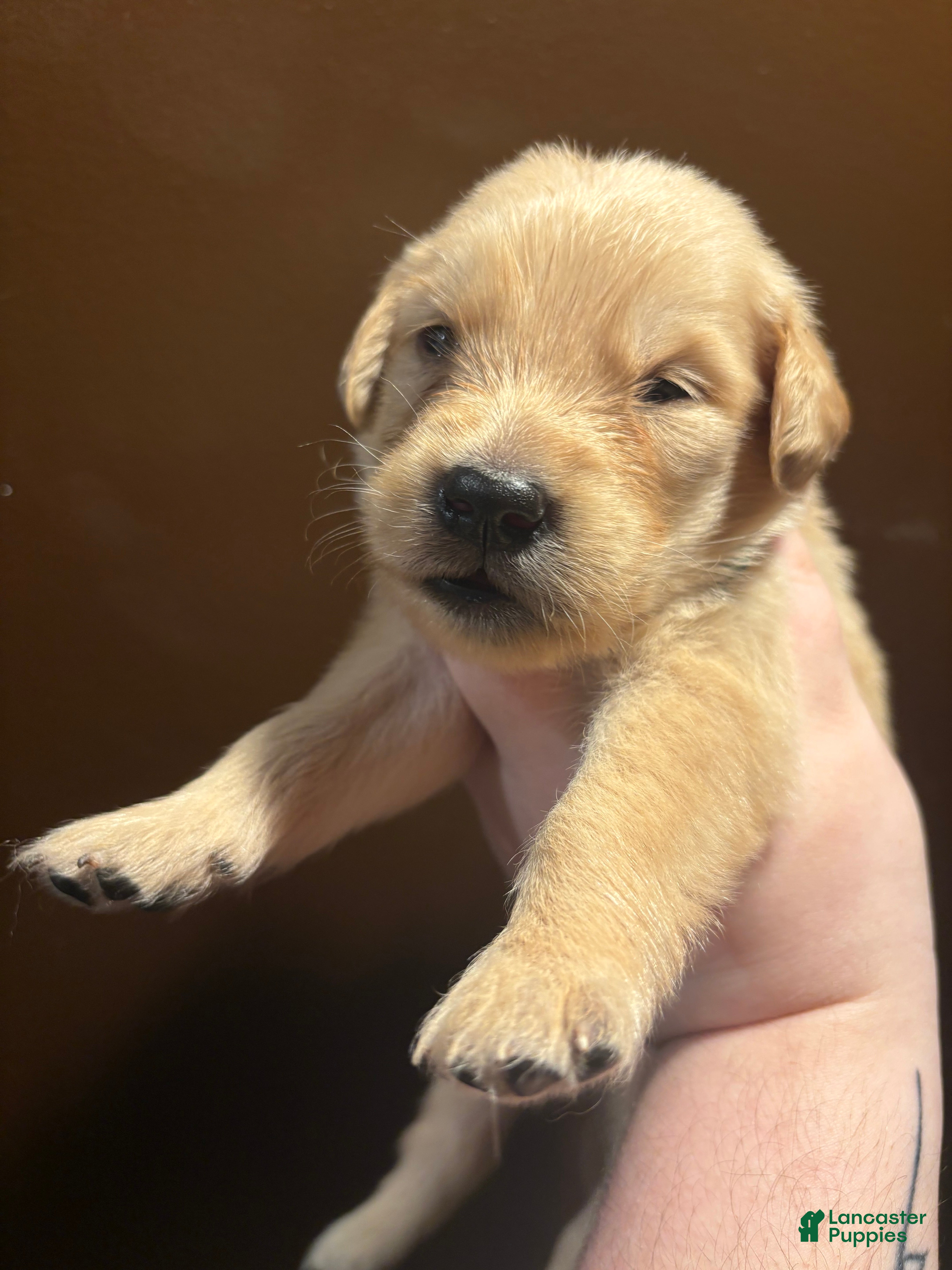 Golden Retriever dogs Croissant - Ad 7