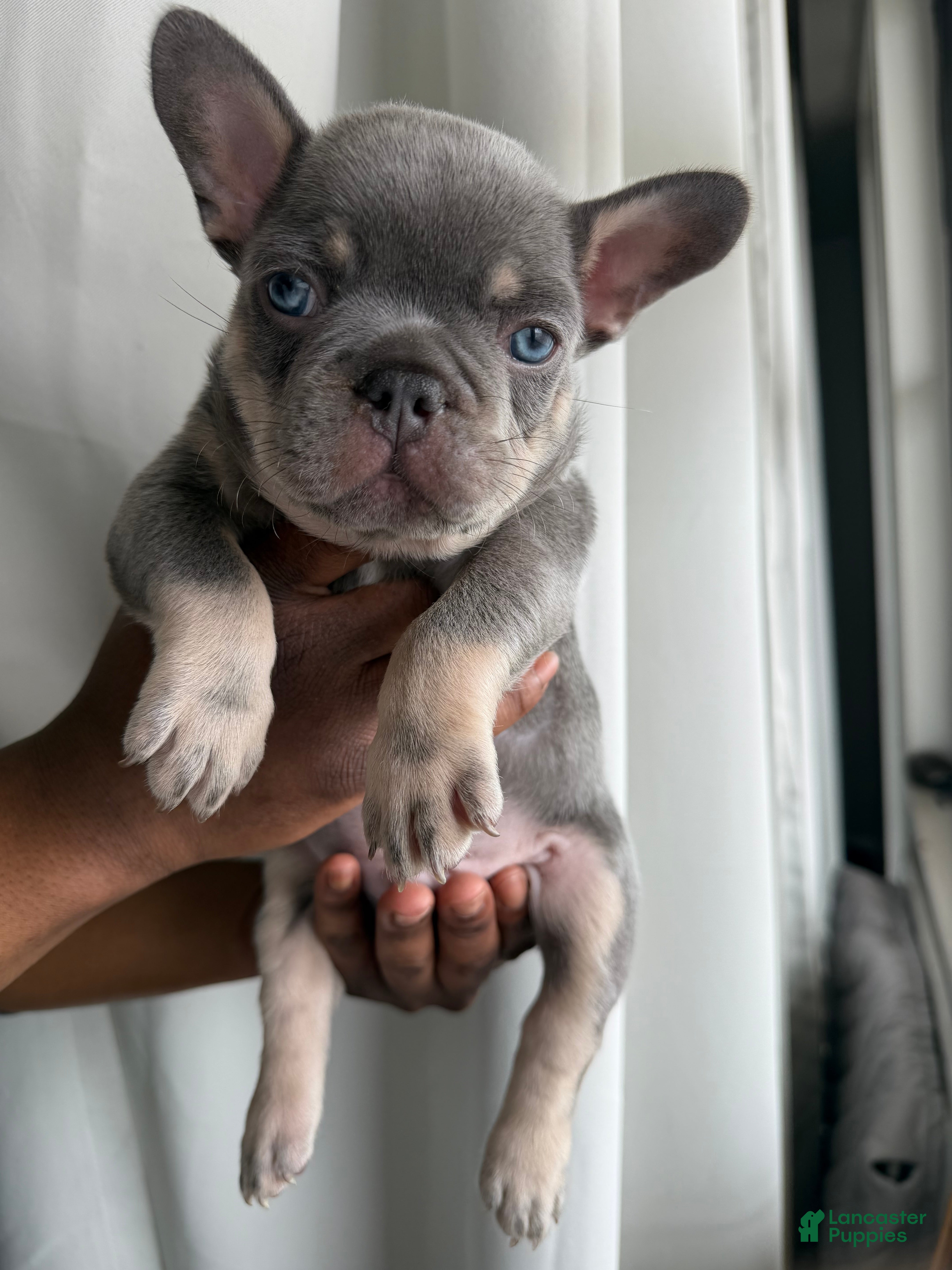 French Bulldog dogs French Bulldog Puppy 1 - Ad 7