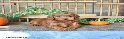 Mini Goldendoodle dogs for sale: Coral - Ad 4