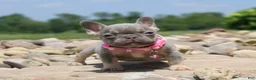 French Bulldog dogs for sale: Porcha - Ad 3