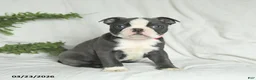 Boston Terrier dogs for sale: Cookie - Ad 1