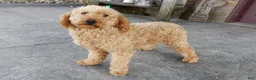 Mini Goldendoodle dogs for sale: Bingo - Ad 7