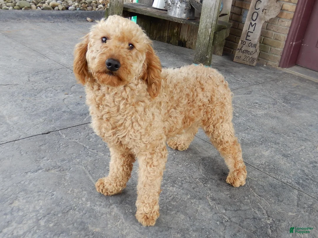 Mini Goldendoodle dogs for sale: Bailey - Ad 5