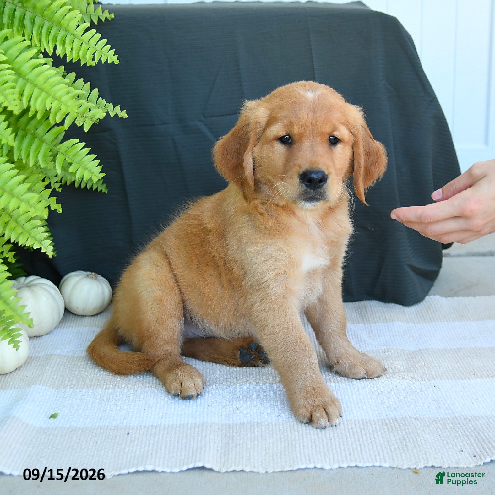 Golden Retriever dogs Wyatt - Ad 2