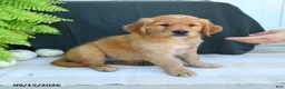Golden Retriever dogs for sale: Wyatt - Ad 2