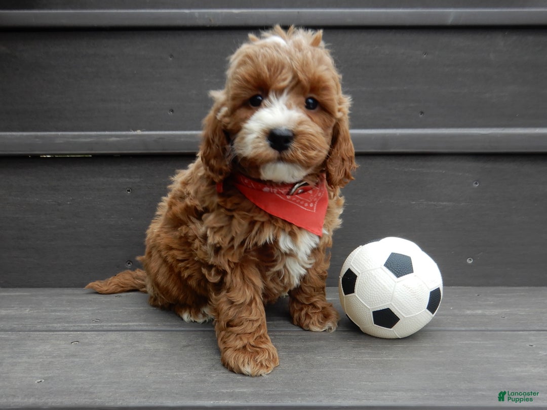 Mini Goldendoodle dogs for sale: Nemo - Ad 6