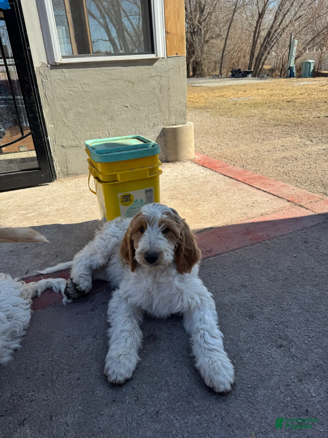 Goldendoodle dogs for sale: Milo - Ad 2