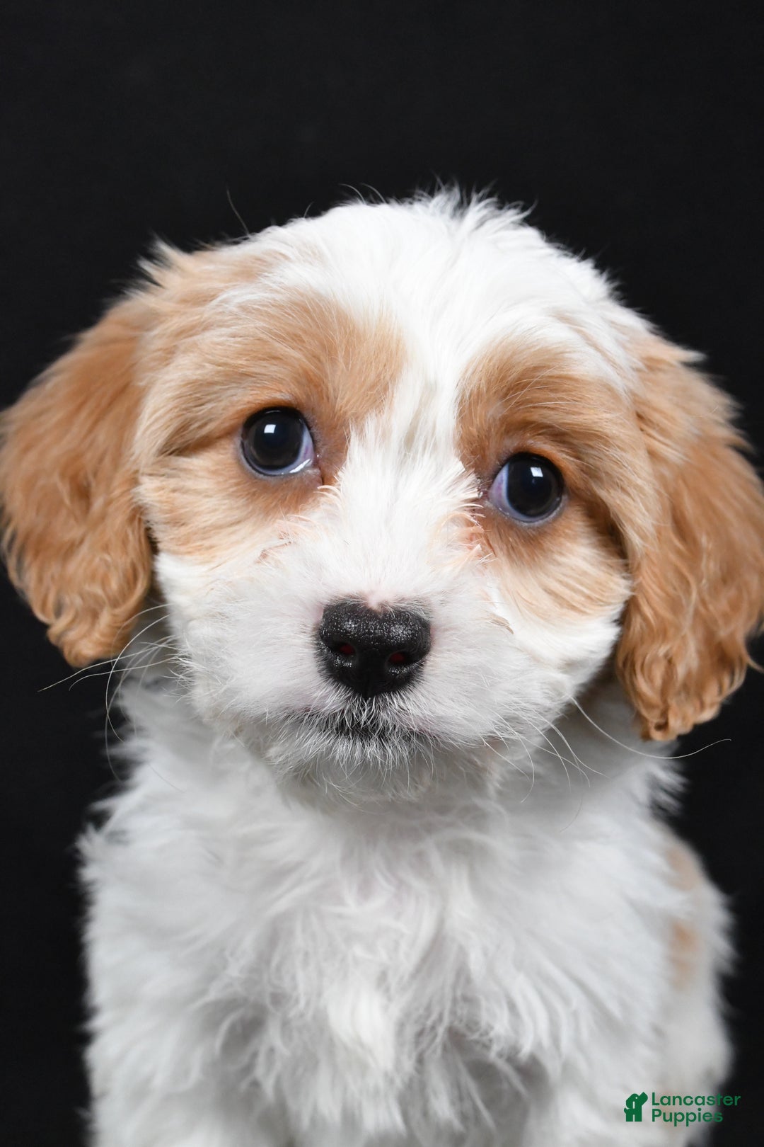 Cavachon dogs for sale: Olive - Ad 7