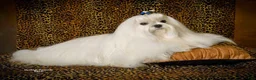Maltese dogs for sale: Maltese Male Puppy 1 - Ad 3